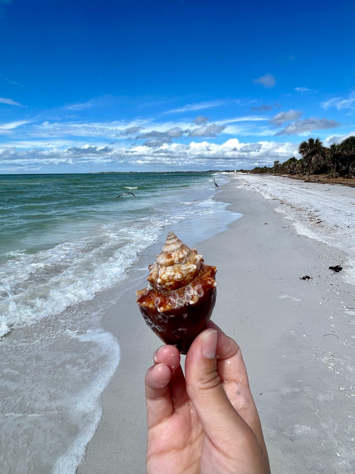 1 Day in Caladesi Island State Park